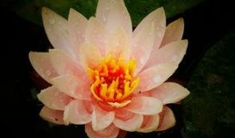 莲花在线最新爆料,最新爆料背后的惊人真相